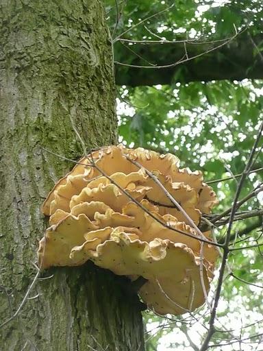 Najaarswandeling (Velp e.o.) */** Dagwandeling gaat door. Op dit moment 12 deelnemers. 